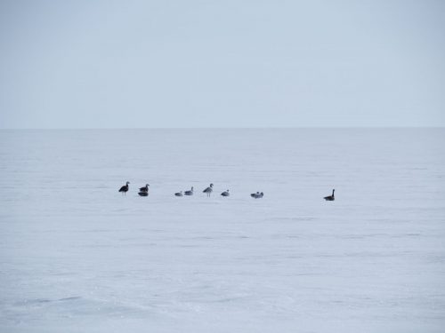 Ramon Larramendi Expedition 2024-SOS-ARCTIC-–-Greenland-South-North-TraverLos-pajaros-quieren-amigos