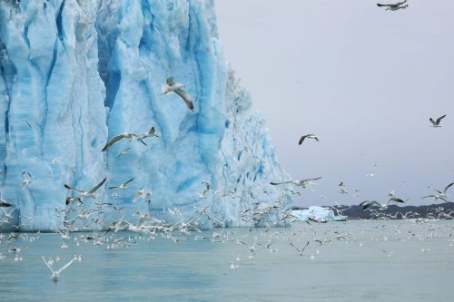 Ramon Larramendi  Expedition 2024-SOS-ARCTIC-–-Greenland-South-North-Traverse fronte-kaleralik